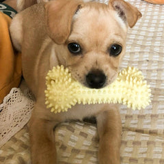 Pet Dog Toys For Small Dog Chews TPR Knot Toys Bite Resistant Molar Teeth Cleaning Dog Training Supplies Interactive Accessories