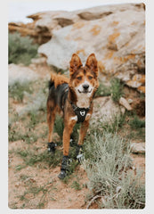 Pet Outdoor Shoe Cover Portable Anti-dirt and Non-slip Dog Shoes Foot Cover Velvet Wear-resistant Pet Products Supplies