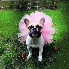 Pet Puppy Small Dog Lace Skirt Princess Tutu Dress Clothes Apparel Costume Cute Pet Shop Tudo Para Caes Puppy Clothes Dog Dress