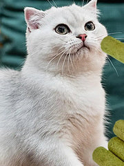 5Pcs Cat Grass Sticks Pet Edible Snacks Teeth Grinding Stick Cat Mild Cleaning Teething Sticks Hairball Removal Teeth Cleaning