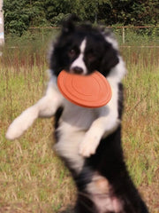 Dog pet toys Round toys bite resistant non-toxic outdoor floating training dog exercise throwing toys pet supplies